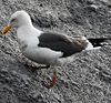 adult LBBG Dutch intergrade in September, ringed in the Netherlands. (85708 bytes)